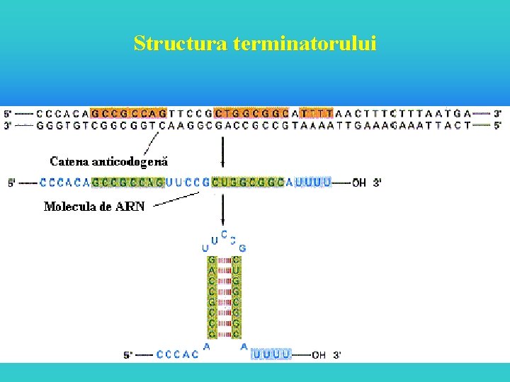 Structura terminatorului 