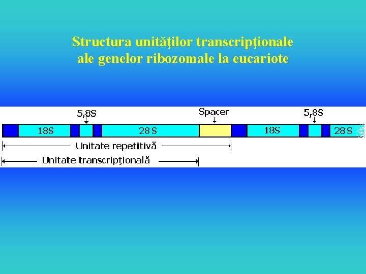 Structura unităţilor transcripţionale genelor ribozomale la eucariote 