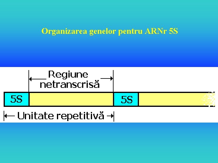 Organizarea genelor pentru ARNr 5 S 