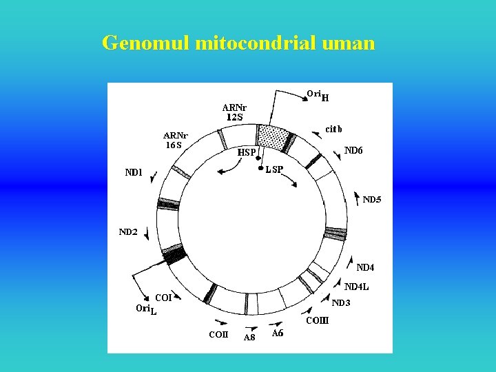 Genomul mitocondrial uman 