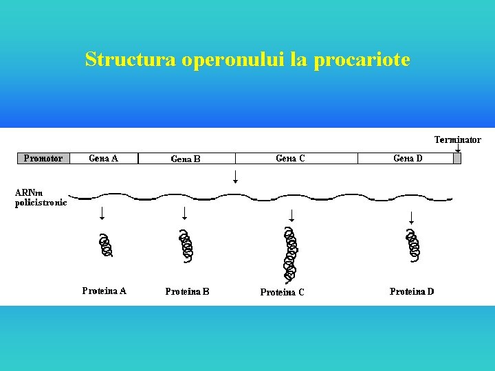 Structura operonului la procariote 