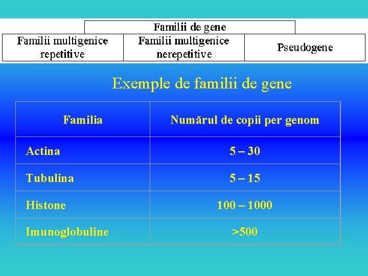  Exemple de familii de gene Familia Numărul de copii per genom Actina 5