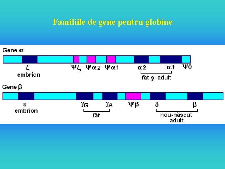 Familiile de gene pentru globine 