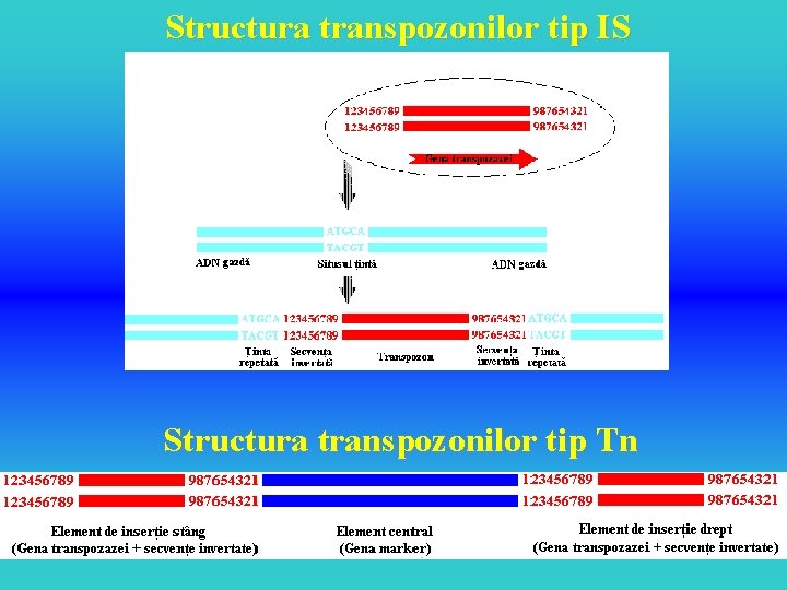 Structura transpozonilor tip IS Structura transpozonilor tip Tn 