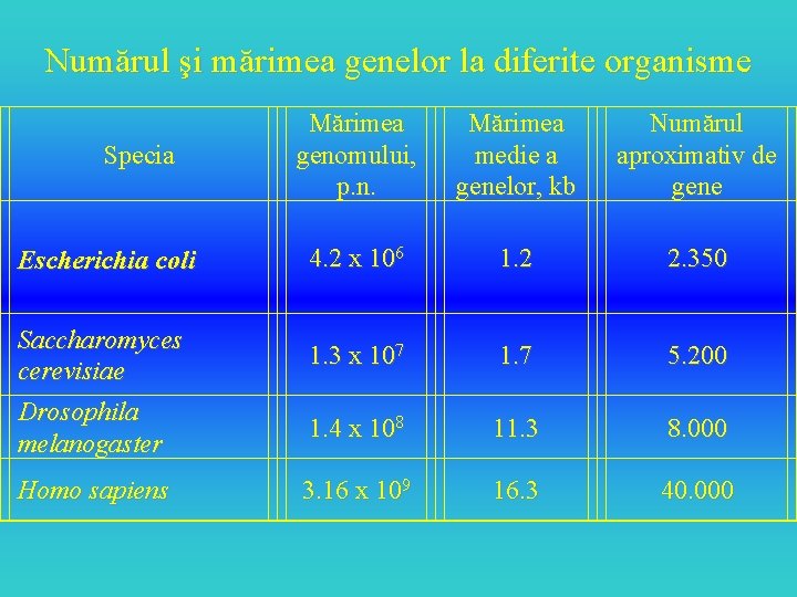 Numărul şi mărimea genelor la diferite organisme Specia Escherichia coli Saccharomyces cerevisiae Drosophila melanogaster