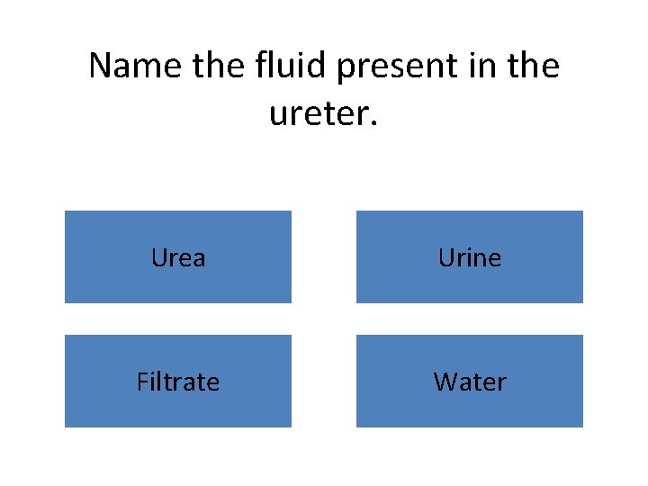 Name the fluid present in the ureter. Urea Urine Filtrate Water 