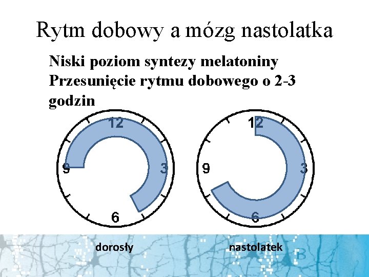 Rytm dobowy a mózg nastolatka Niski poziom syntezy melatoniny Przesunięcie rytmu dobowego o 2