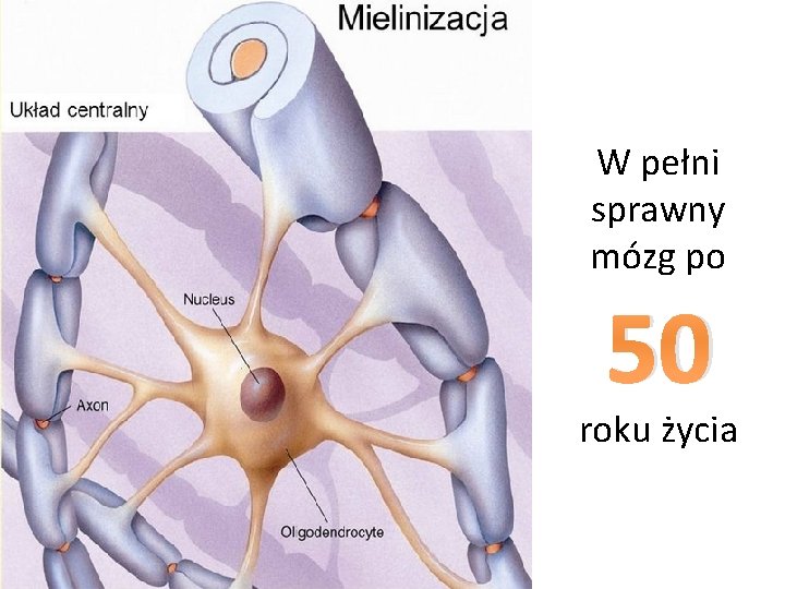 W pełni sprawny mózg po 50 roku życia 