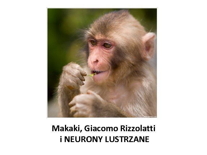 Makaki, Giacomo Rizzolatti i NEURONY LUSTRZANE 