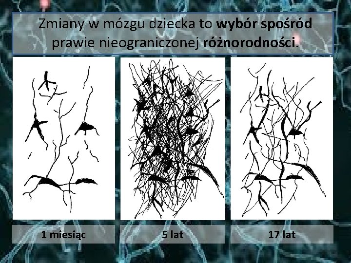 Zmiany w mózgu dziecka to wybór spośród prawie nieograniczonej różnorodności. 1 miesiąc 5 lat