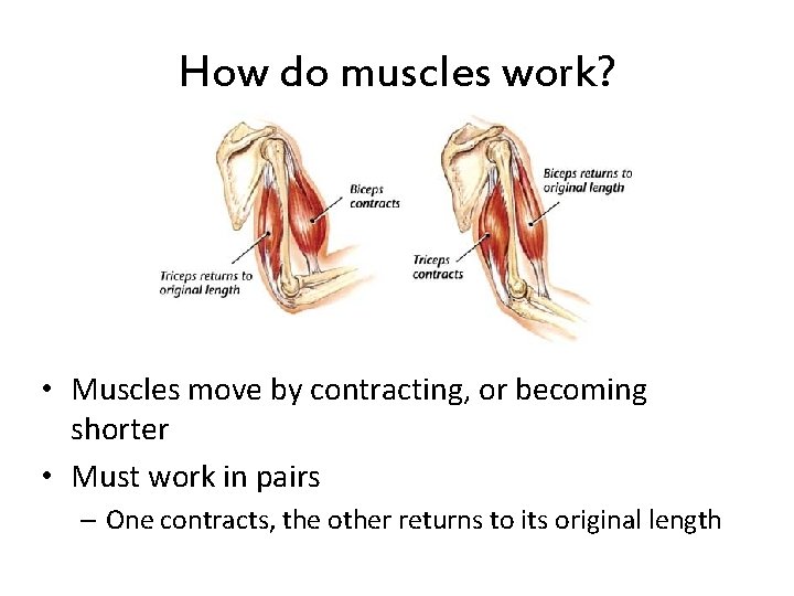 How do muscles work? • Muscles move by contracting, or becoming shorter • Must
