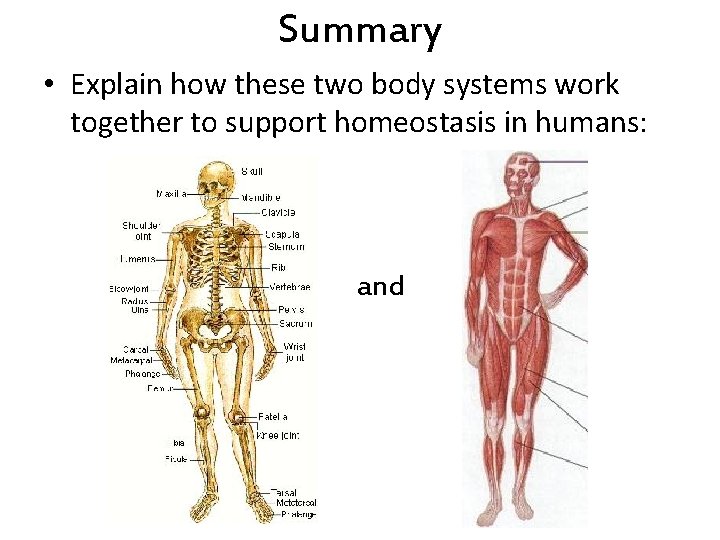 Summary • Explain how these two body systems work together to support homeostasis in