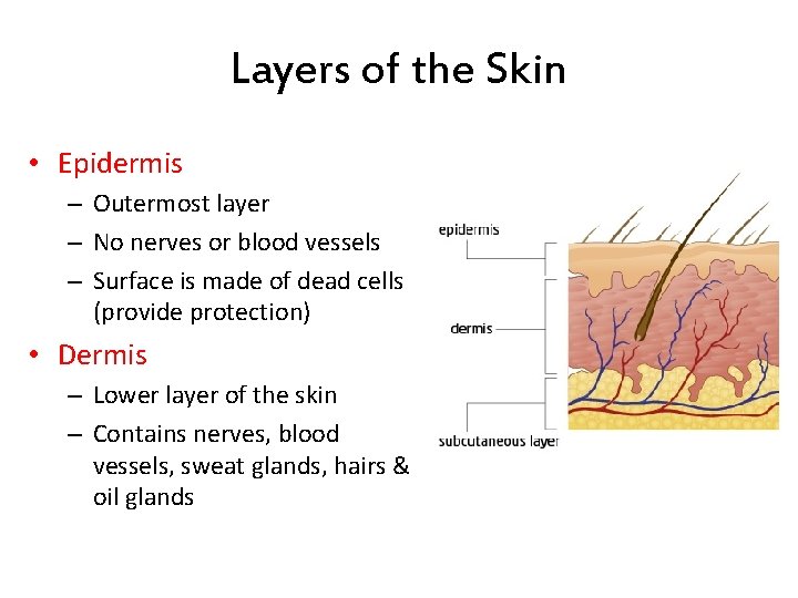 Layers of the Skin • Epidermis – Outermost layer – No nerves or blood
