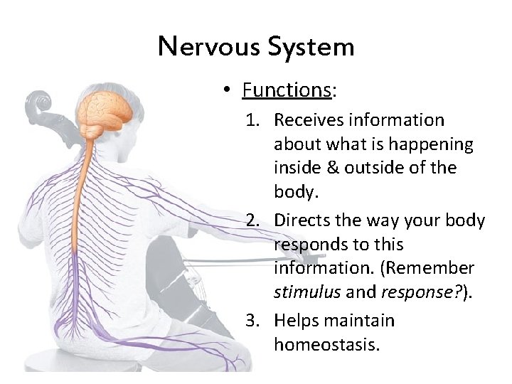 Nervous System • Functions: 1. Receives information about what is happening inside & outside