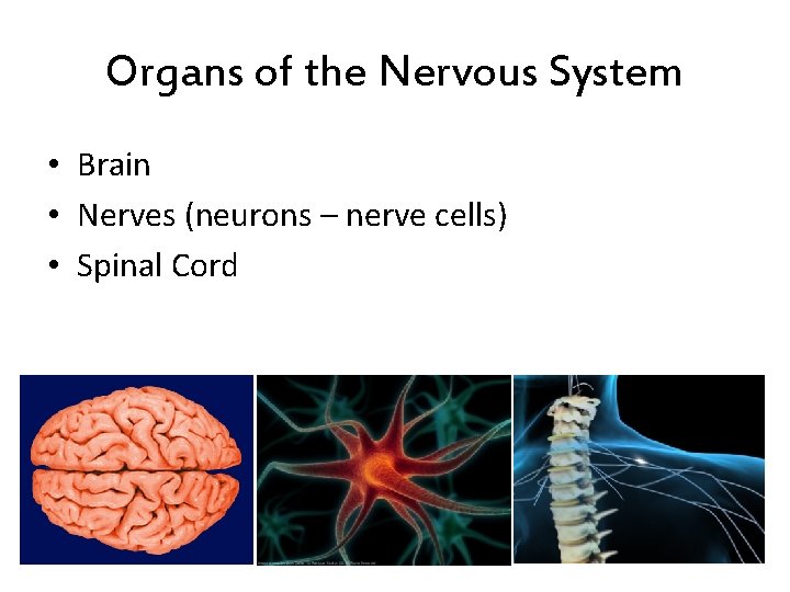 Organs of the Nervous System • Brain • Nerves (neurons – nerve cells) •