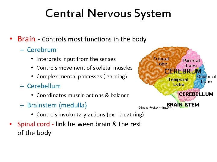 Central Nervous System • Brain - controls most functions in the body – Cerebrum