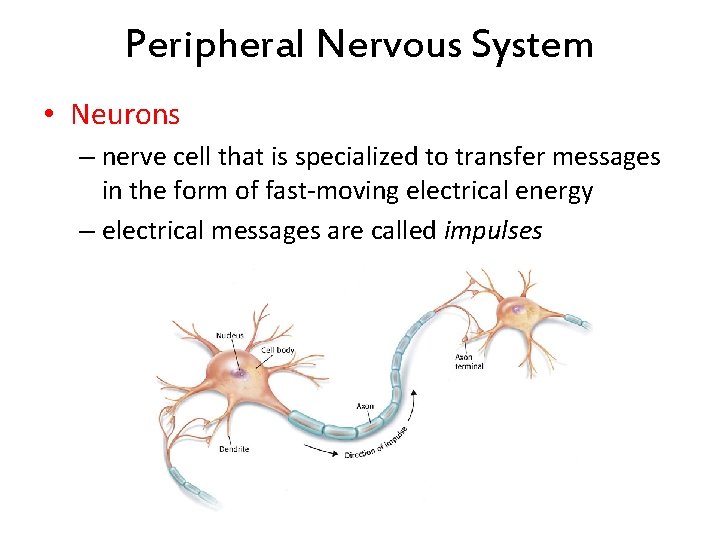 Peripheral Nervous System • Neurons – nerve cell that is specialized to transfer messages