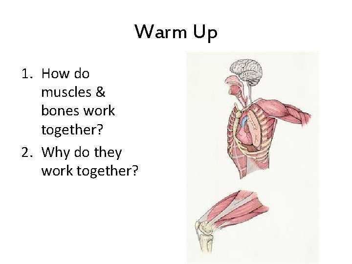 Warm Up 1. How do muscles & bones work together? 2. Why do they