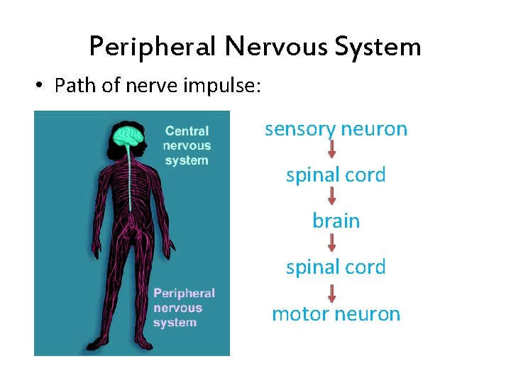 Peripheral Nervous System • Path of nerve impulse: sensory neuron spinal cord brain spinal