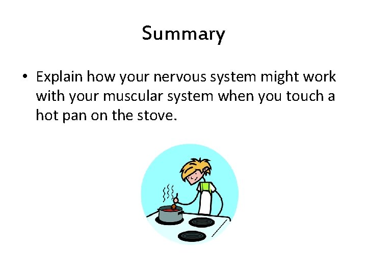 Summary • Explain how your nervous system might work with your muscular system when