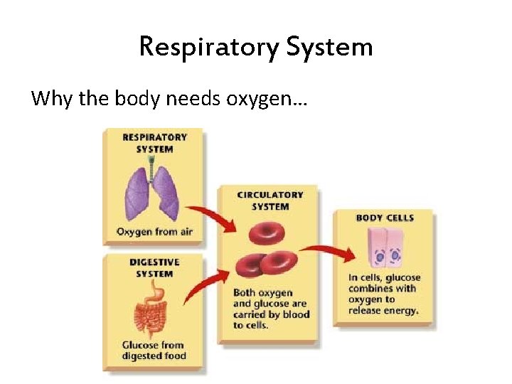 Respiratory System Why the body needs oxygen… 