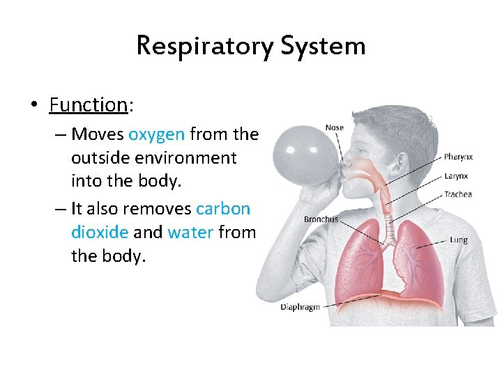Respiratory System • Function: – Moves oxygen from the outside environment into the body.