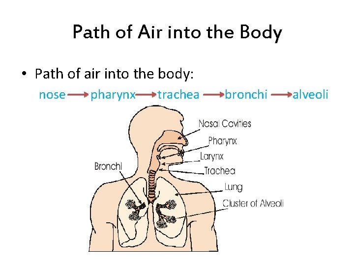 Path of Air into the Body • Path of air into the body: nose