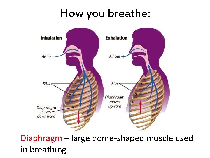 How you breathe: Diaphragm – large dome-shaped muscle used in breathing. 