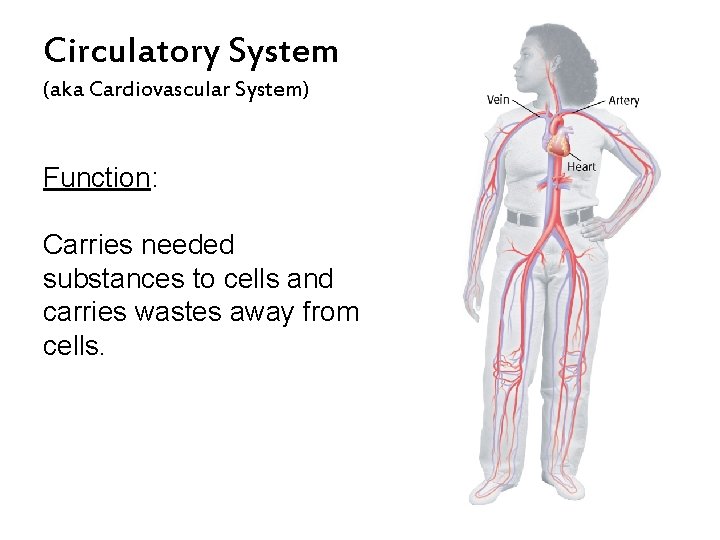 Circulatory System (aka Cardiovascular System) Function: Carries needed substances to cells and carries wastes