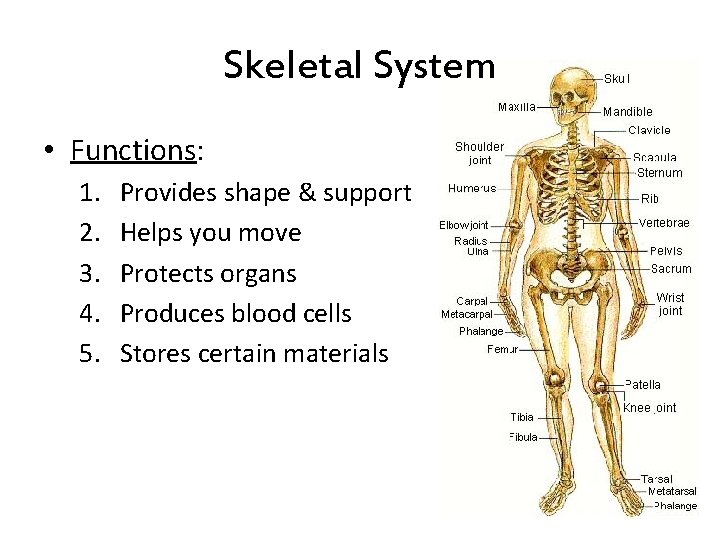 Skeletal System • Functions: 1. 2. 3. 4. 5. Provides shape & support Helps