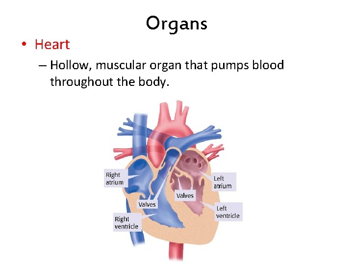  • Heart Organs – Hollow, muscular organ that pumps blood throughout the body.