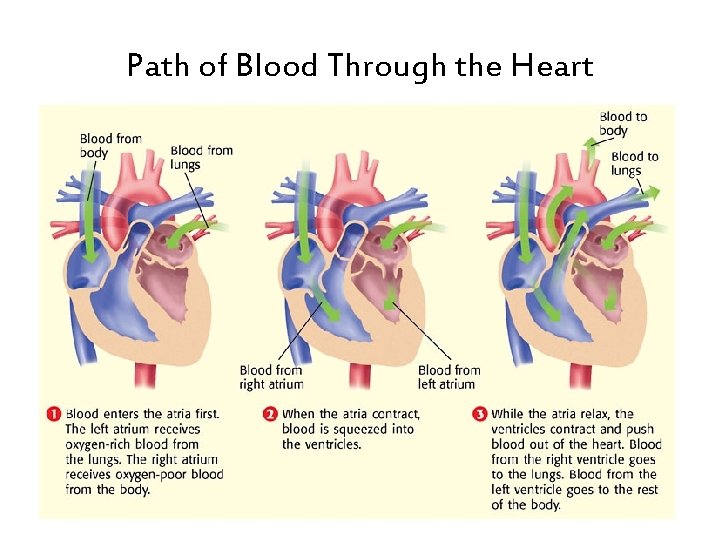 Path of Blood Through the Heart 