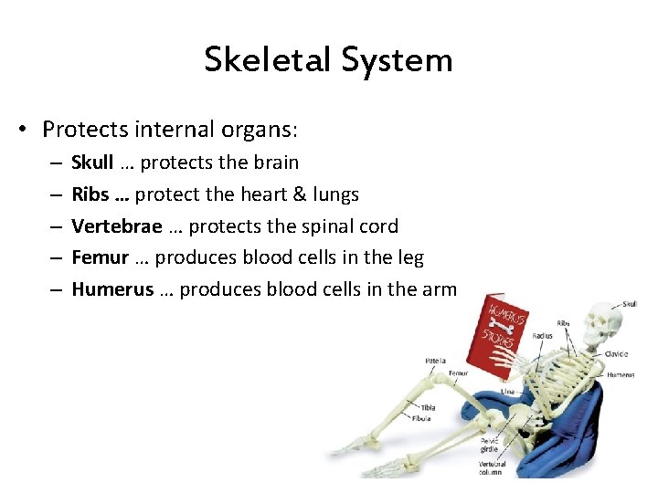 Skeletal System • Protects internal organs: – – – Skull … protects the brain