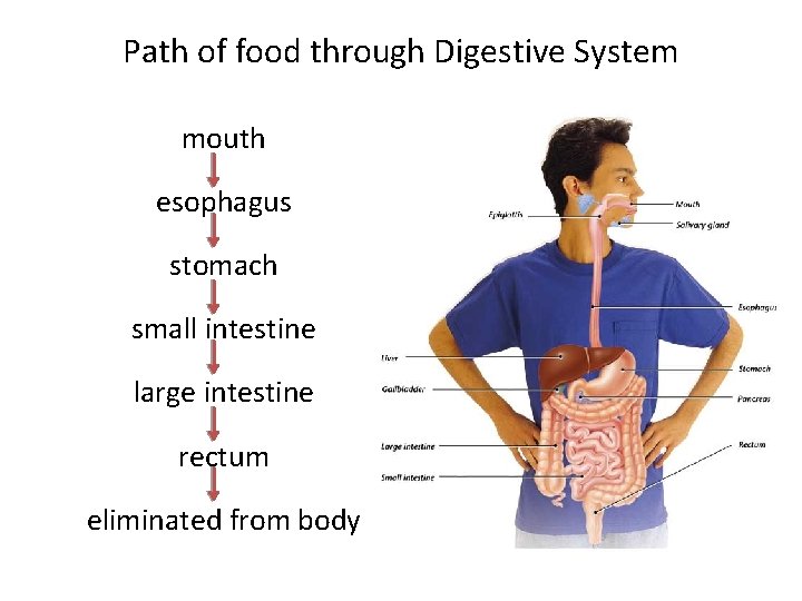 Path of food through Digestive System mouth esophagus stomach small intestine large intestine rectum