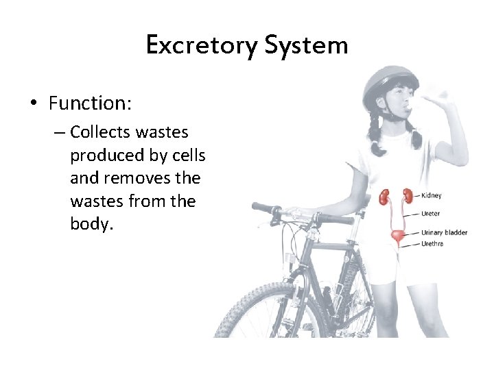 Excretory System • Function: – Collects wastes produced by cells and removes the wastes