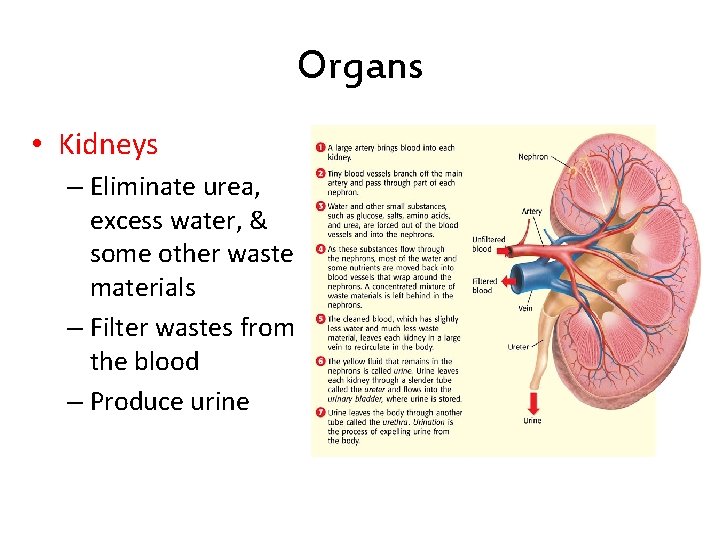 Organs • Kidneys – Eliminate urea, excess water, & some other waste materials –