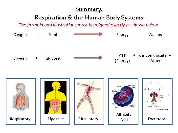 Summary: Respiration & the Human Body Systems The formula and illustrations must be aligned