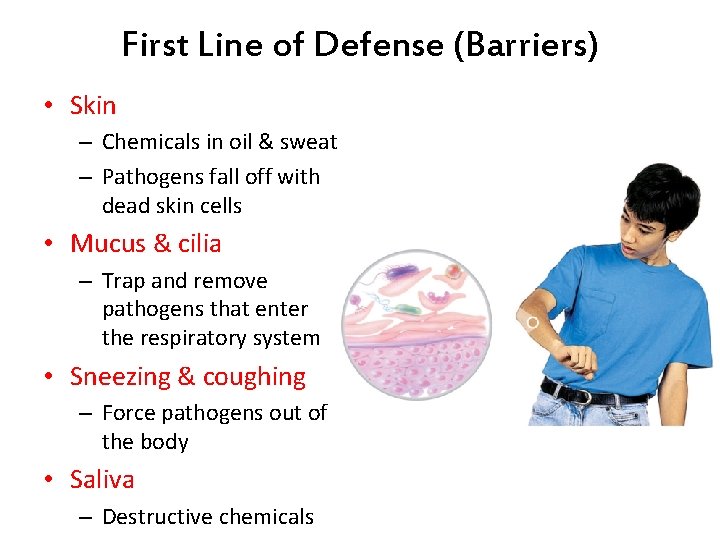 First Line of Defense (Barriers) • Skin – Chemicals in oil & sweat –