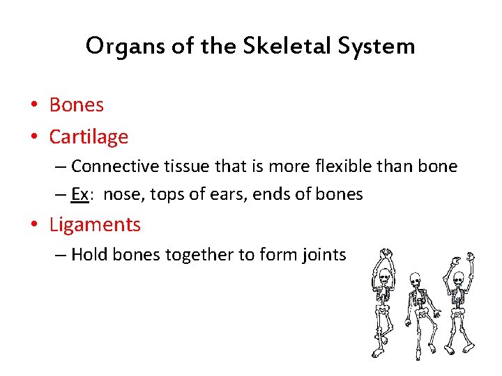 Organs of the Skeletal System • Bones • Cartilage – Connective tissue that is