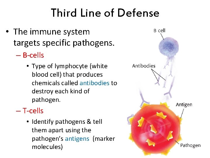 Third Line of Defense • The immune system targets specific pathogens. – B-cells •