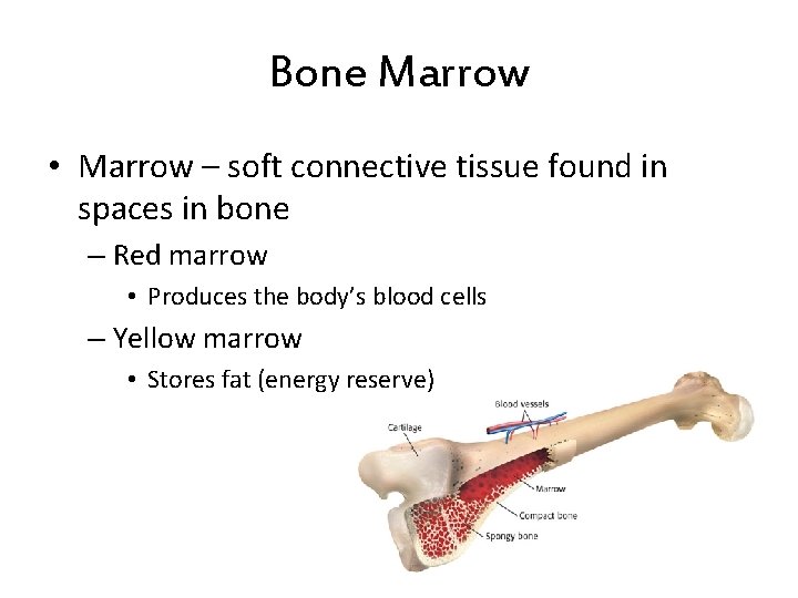 Bone Marrow • Marrow – soft connective tissue found in spaces in bone –