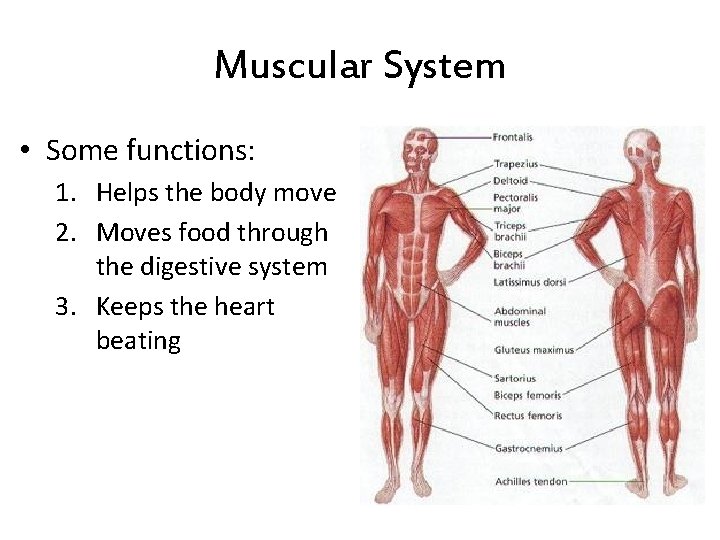 Muscular System • Some functions: 1. Helps the body move 2. Moves food through