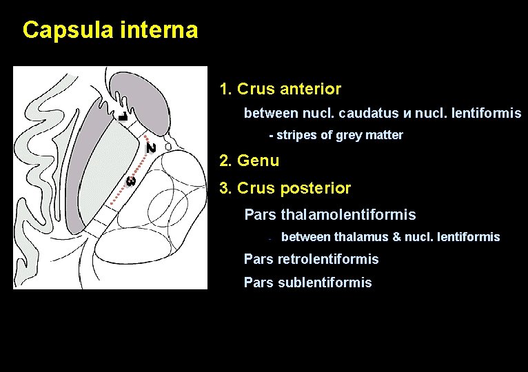 Capsula interna 1. Crus anterior between nucl. caudatus и nucl. lentiformis - stripes of