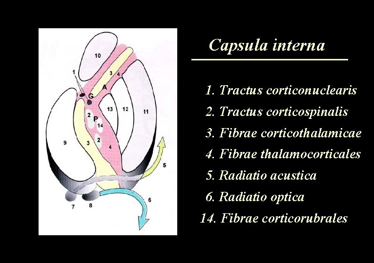 Capsula interna 1. Tractus corticonuclearis 2. Tractus corticospinalis 3. Fibrae corticothalamicae 4. Fibrae thalamocorticales