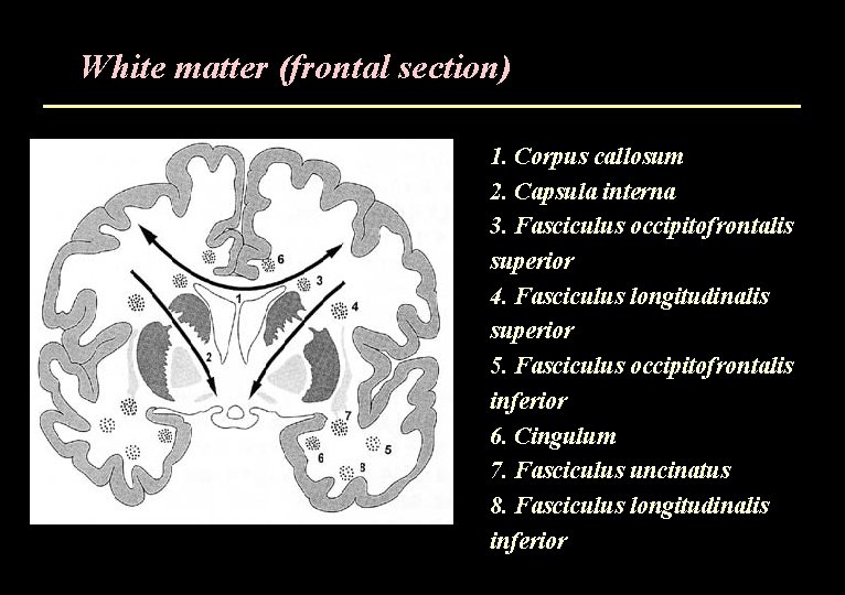 White matter (frontal section) 1. Corpus callosum 2. Capsula interna 3. Fasciculus occipitofrontalis superior