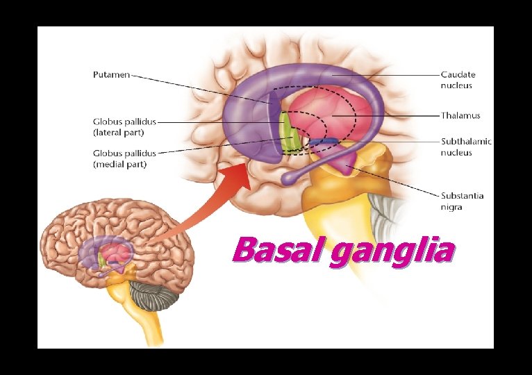 Basal ganglia 