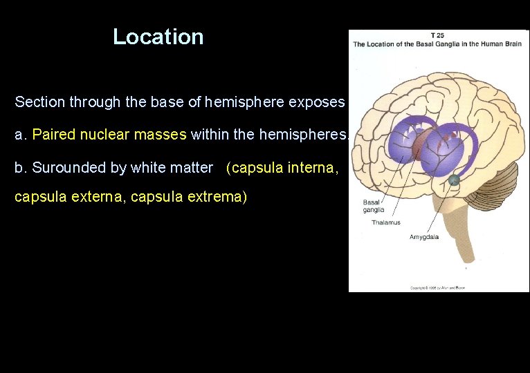 Location Section through the base of hemisphere exposes a. Paired nuclear masses within the