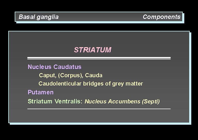 Basal ganglia Components STRIATUM Nucleus Caudatus Caput, (Corpus), Cauda Caudolenticular bridges of grey matter