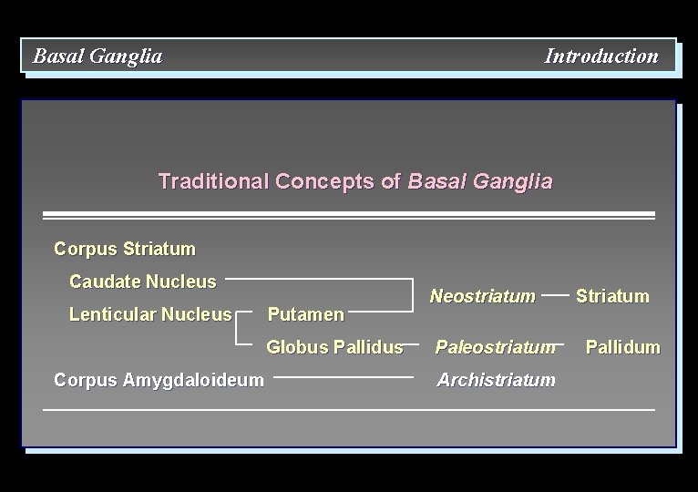 Basal Ganglia Introduction Traditional Concepts of Basal Ganglia Corpus Striatum Caudate Nucleus Lenticular Nucleus