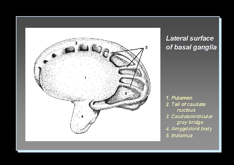 Lateral surface of basal ganglia 1. Putamen 2. Tail of caudate nucleus 3. Caudatolenticular